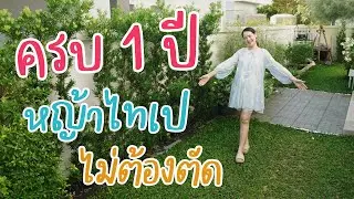 อัพเดทหญ้าไทเป หลังปลูกมาแล้ว 1 ปี จะเป็นยังไง