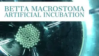 Betta macrostoma: Artificial Incubation of Eggs