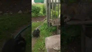 Ты ввода 😂😂😂 #funnyanimals