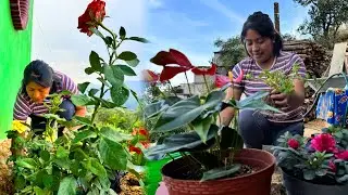 Siempre me ha encantado vivir rodeada de plantas y flores, dan color a la vida y transmiten paz