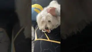 Dog #shorts