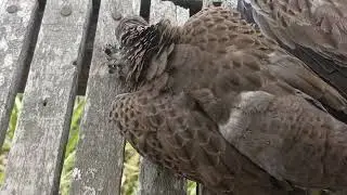 SETELAH GANTI SELURUH SIL DAN STEL ULANG..... OP KEMBALI ke 2000 PSi