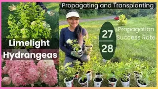 Easiest Way To Propagate LIMELIGHT HYDRANGEA  || Propagating Hydrangea
