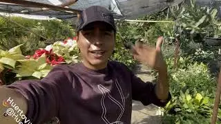 3 FORMAS de ATRAER ABEJAS al HUERTO