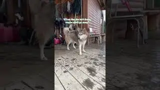 #shorts She’s worst then a toddier.😂😂😂#huskies #pet #fypシ #foryou #hus