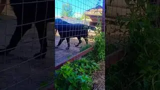 маленький но с львиным сердцем! #shorts