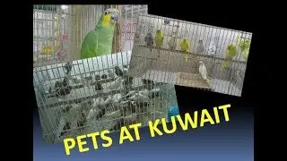 #PETSHOP IN #KUWAIT FAHAHEEL