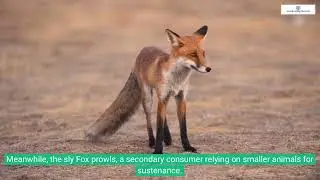 Uncover the Secrets of the Forest 🌲🦊