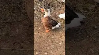 duck baby sound 🦆🦆 