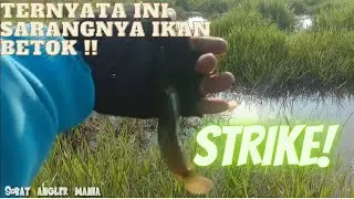 Gak nyangka Ternyata di sini sarangny ikan !!!
