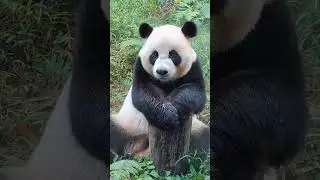 Sad 😥 #shorts #trending #discovery #panda #pandashort #pandavideo