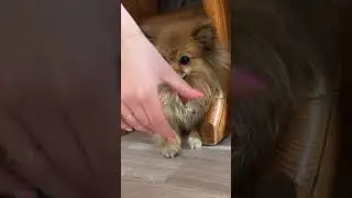 Булочка и вкусняшка, в конце психанула и ушла😂 