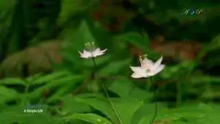 BRIAN CRAIN -  A Simple Life (relaxing piano music)