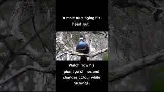 Tui Bird | Male Tūī Singing His Heart Out | #birds #birdlovers #savebirds #shorts #viral