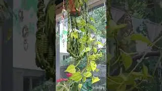 #минуткавдохновения #миррастений #цветы #комнатныерастения #garden #plants