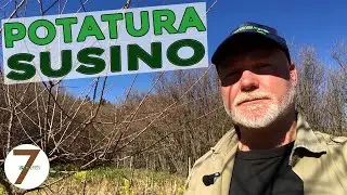 Come potare un albero di Susino
