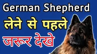 Worlds Most Intelligent Dog breed🤔 German Shepherd..?? || Gsd
