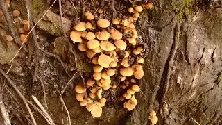 Common Stump Brittlestem (Psathyrella piluliformis)
