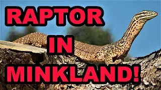 Raptor: FAST as Lightning!