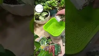 Как я сею микрозелень🌱  