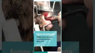 Коррекция прикуса у морской свинки