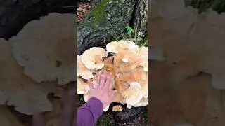 🍄 Weather. #shorts #natureshorts #naturelover #outdoors #forest #mushroom  #outdoors #hiking #reels