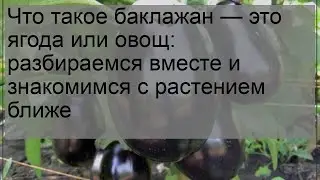 Что такое баклажан — это ягода или овощ: разбираемся вместе и знакомимся с растением ближе