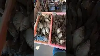 Выпустил всю рыбу в реку