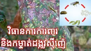 វិធានការការពារ និងកម្ចាត់ដង្កូវស៊ីញ៉េ