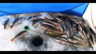 Супер рыбалка! Оторвался по крупному окуню!