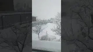 а у нас снег идёт