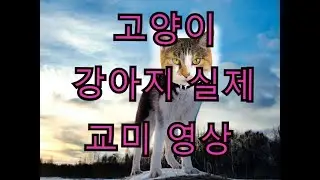 실제 강아지랑 고양이랑 교미를 한다고??? 충격 이종교배 영상(実際に犬と猫とセックスをするって？)(a dog sex with a cat?)