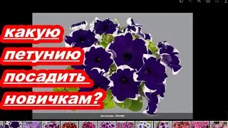 КАКУЮ ПЕТУНИЮ ПОСАДИТЬ НОВИЧКАМ?