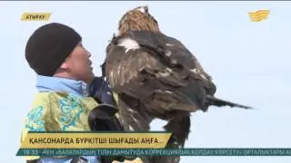 Атырауда «Қансонар-2017» республикалық құсбегілер сайысы өтті
