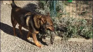 My Dog Ki||ed a rat !! WARNING