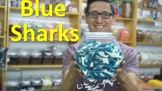 Blue Sharks // TheCandyGuy