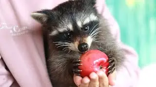 САМЫЙ БЫСТРЫЙ ЕНОТ В МИРЕ Абхаз и Алена ДРЕССИРОВКА #raccoon #animals #енотысизая