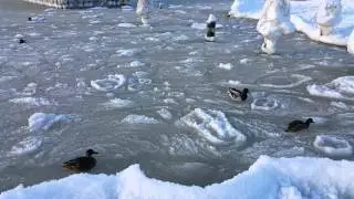 4K ducks in Baltic Sea