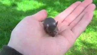 Мышонок Пик - прикольная маленькая мышка