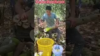 Quick harvest of delicious bamboo shoots。 一削即成的美味竹筍，快速收穫鮮嫩爽口