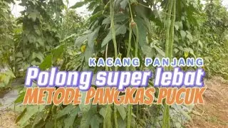 Budidaya kacang panjang super lebat !!! Metode pangkas pucuk !!!
