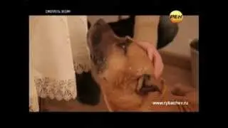 Рыбачёв и Пёс на 