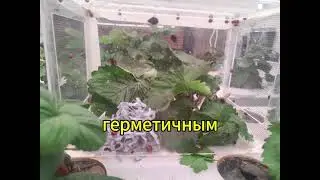 Уничтожьте ТЛЮ, НИЧЕГО не делая!! 180 коров против РОЯ ТЛИ!!!