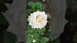Осенние зарисовки🌺