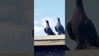 Узбекские Голуби Юры в Германии