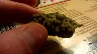Randome cali sativa bud #9