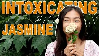 Growing Perfume -- Jasmine Sambac