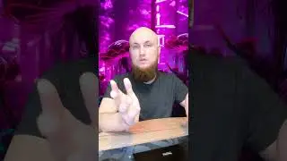 Поклонение тельцу 
