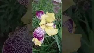 красиво цветут ирисы