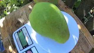 Сорт груши Просто Мария